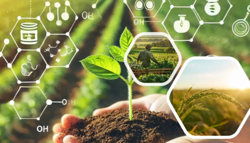 chelated micronutrients